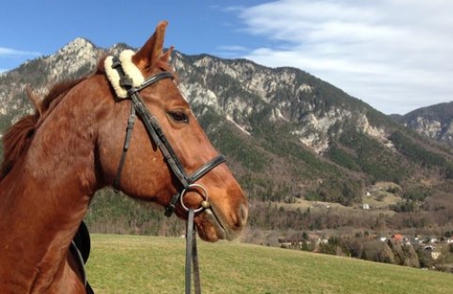 Back to School on Horseback in der Pferdewelt Reichenau