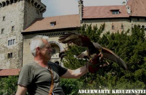Adlerwarte Burg Kreuzenstein - Akrobaten der Luft