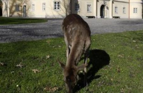 Wildpark bei Schloss Mageregg 