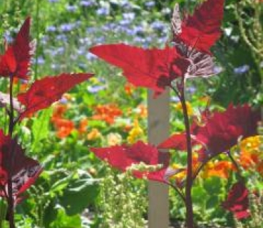 ©Garten der Vielfalt im Schulgarten Kagran
