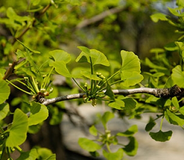©Botanischer Garten Wien