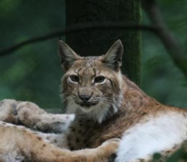 ©Wildpark Feldkirch