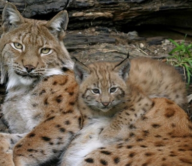 ©Alpenzoo Innsbruck