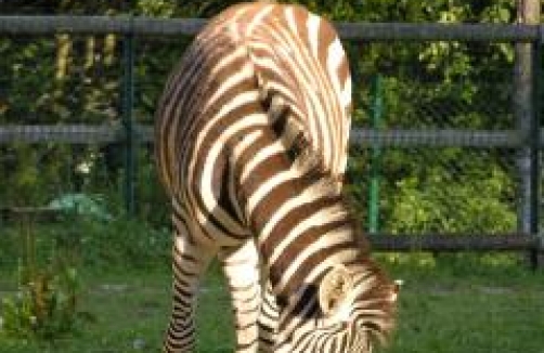 zoo linz