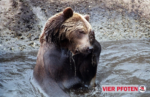 Abenteuer im Bärenwald Arbesbach