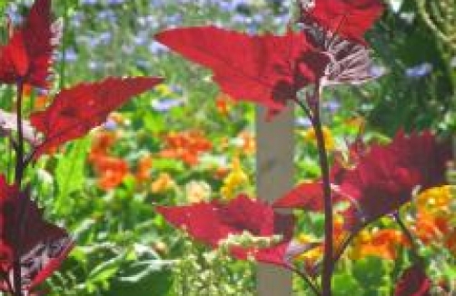 Garten der Vielfalt im Schulgarten Kagran