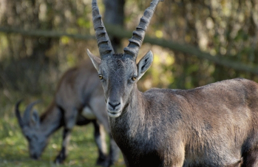 Naturparkbewohner