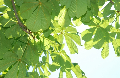 Botanisches Zentrum im Naturpark Geschriebenstein