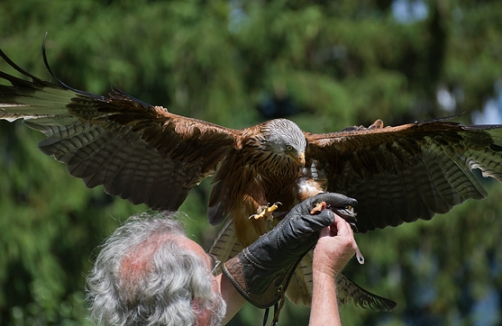 Greifvogelpark Telfes