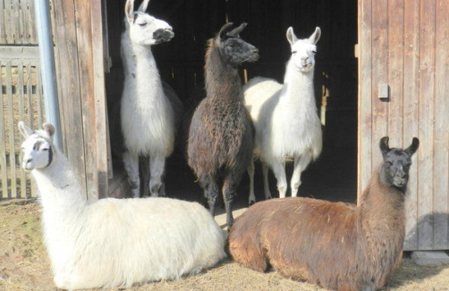 Lamas