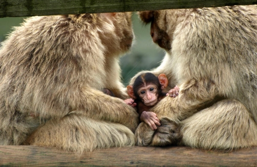 Raritätenzoo Tirol