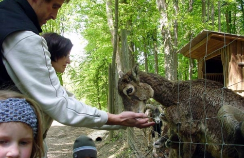 Streichelzoo_Tierpark Haag