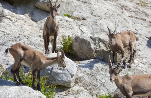 wildpark.ischgl.at