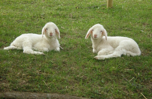 Kinderbauernhof Landgut Cobenzl 