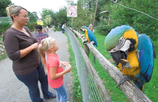 Vogelpark_Papagei_3