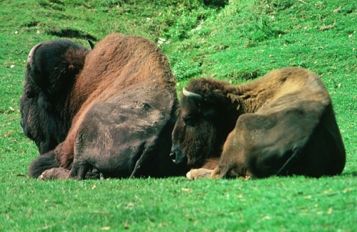 Tierpark Rosegg