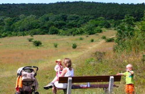 Perchtoldsdorfer Heide