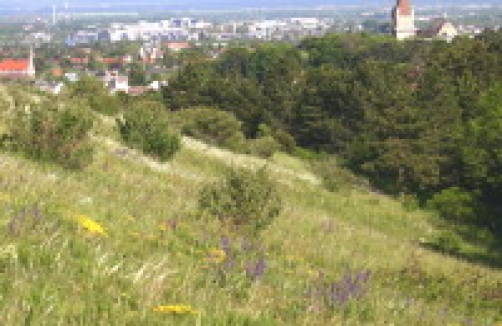 Perchtoldsdorfer Heide