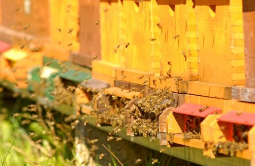 Carnica Bienen-Erlebnis-Museum