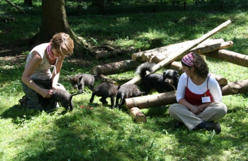 Babywölfe_Wolf Science Center Ernstbrunn