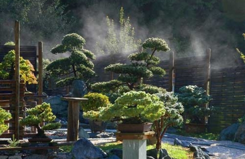 bonsai_3