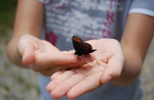 Waldführungen für Schulklassen im Lainzer Tiergarten