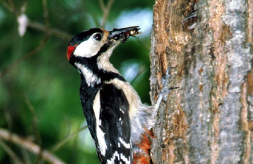 Streifzug Vogelstimmen - Führung im Lainzer Tiergarten