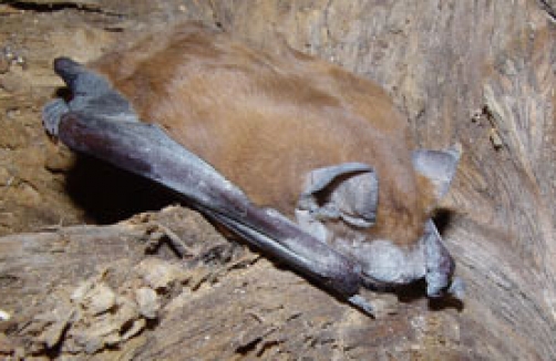 Fledermaus-Führungen im Lainzer Tiergarten