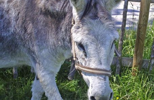 Foto: Möcklebur