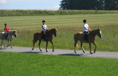 reiten-im-waldviertel.at