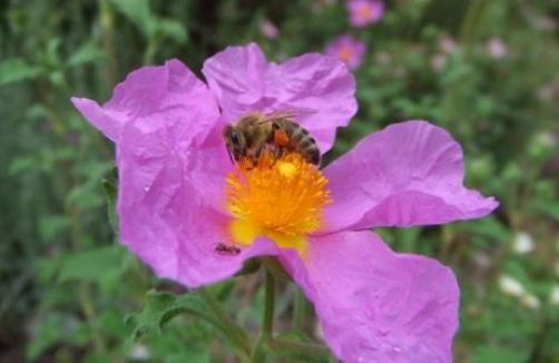 Bienenlehrpfad Feldkirch