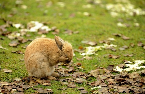 Tag der offenen Tür im Tierheim PFOTENHILFE Lochen