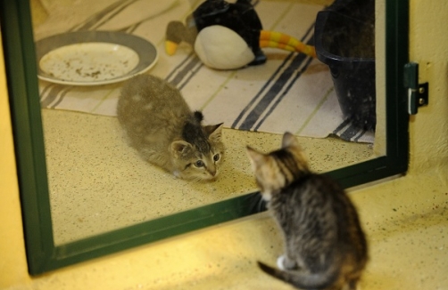 Tag der offenen Tür im Tierheim PFOTENHILFE Lochen