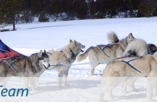 Schlittenhundefahrschule für Kinder