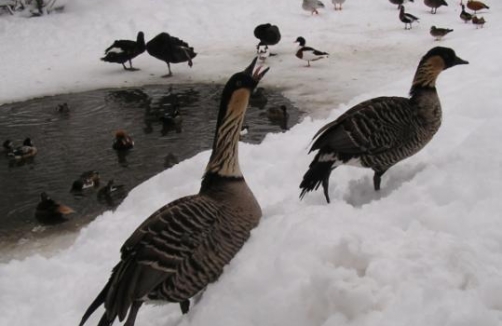 Hawaigans im Schnee_Altenfelden