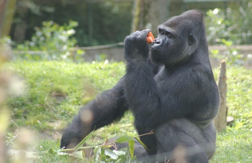 Zoo Schmiding bei Wels