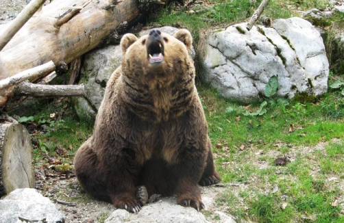 Braunbär im Wildpark Cumberland in Grünau