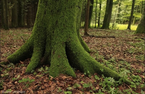 Foto: Naturpark Buchberg / Uwe Grinzinger