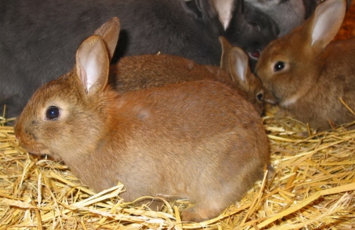 Landgut Cobenzl_Kindergartenprogramm