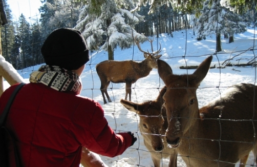 Natrupark Hohe Wand / Wildfütterung