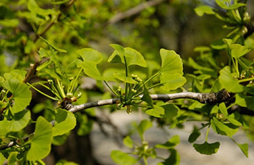 Botanischer Garten Wien