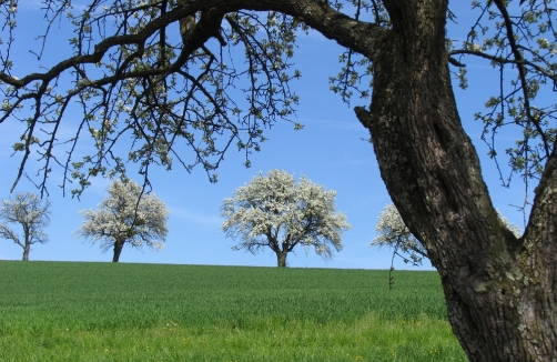 Fest im Garten Österreichs
