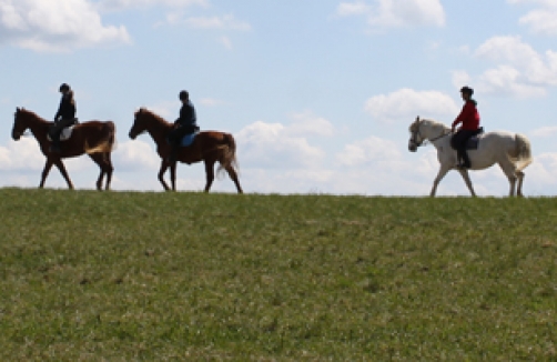 Reitpark Gstöttner