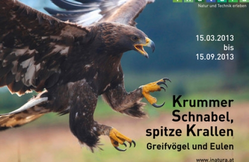 Krummer Schnabel, spitze Krallen - Greifvögel und Eulen in Dornbirn