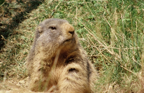 Alpenwildpark Pfänder