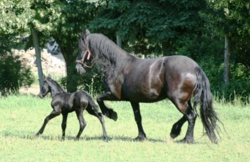 Pferdeerlebnis Töchterlehof