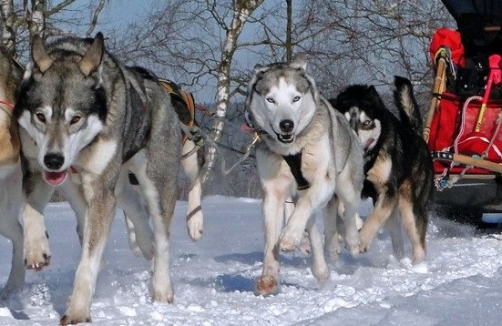 Huskyhof im Waldviertel