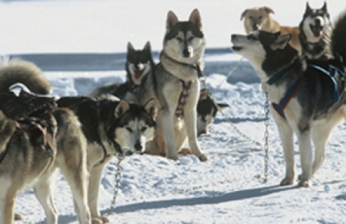 Erlebnis Schlittenhunde mit tirolalpin