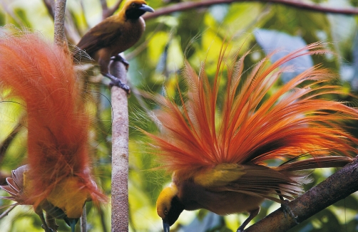 Kinderführung "Vogelkonzert" im Museum im Zeughaus