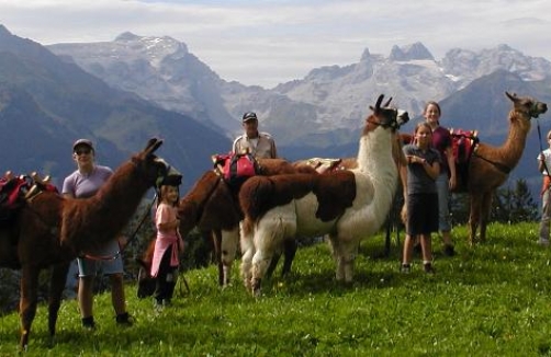 Lama-Trekking im Montafon 